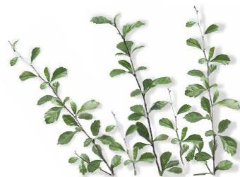 Wild Tea Herb (Tsaang Gubat)