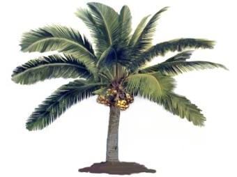 Coconut Palm Tree Photo