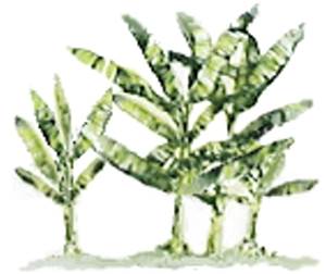 The Versatile Abaca Plant