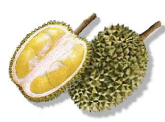 Durian Fruit Picture
